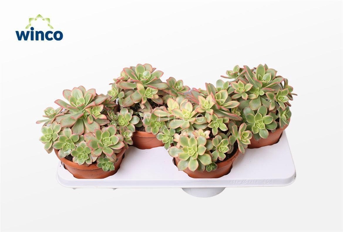 <h4>Aeonium Kiwi</h4>