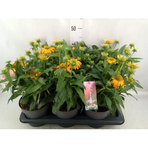 Echinacea  'SunSeekers Orange'