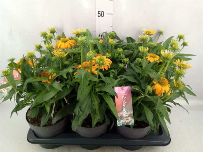 <h4>Echinacea  'SunSeekers Orange'</h4>