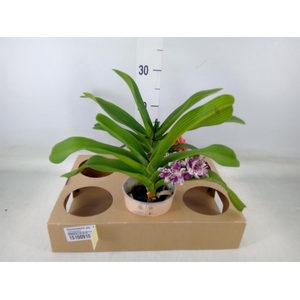 Rhynchostylis gig. 'Aromatiq Evoke'