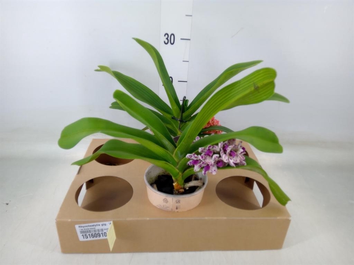 <h4>Rhynchostylis gig. 'Aromatiq Evoke'</h4>