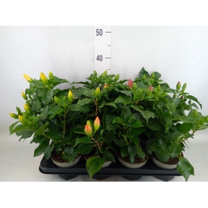Hibiscus rosa-sin. 'Sunny'  ..mix