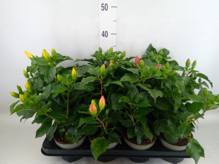 <h4>Hibiscus rosa-sin. 'Sunny'  ..mix</h4>