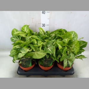 Syngonium  'Arrow'