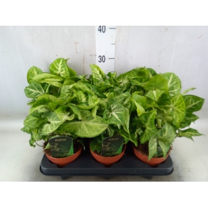 Syngonium  'Arrow'