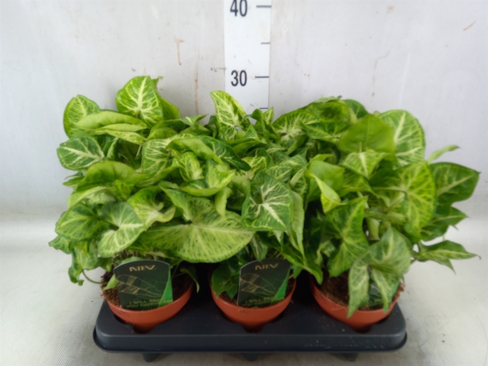 <h4>Syngonium  'Arrow'</h4>