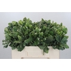 Pittosporum Ilan