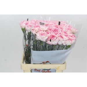 Dianthus St Tico Tico Pink