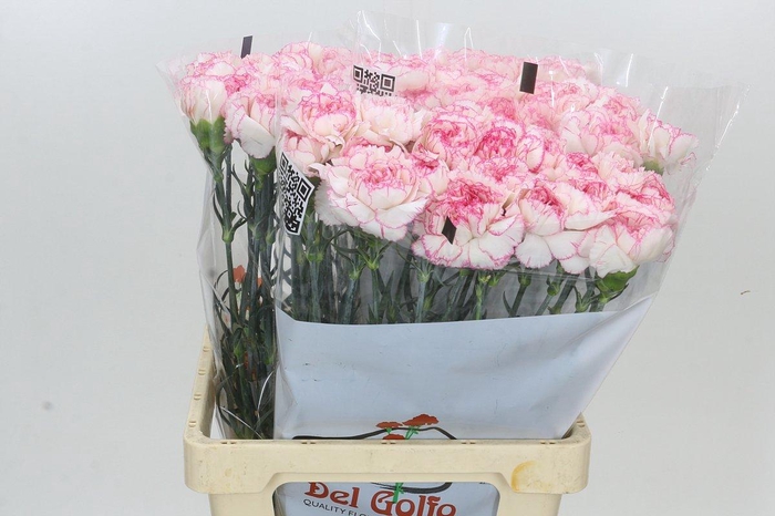 <h4>Dianthus St Tico Tico Pink</h4>