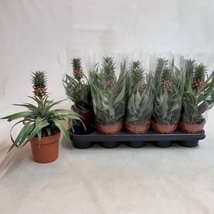 ANANAS MI AMIGO