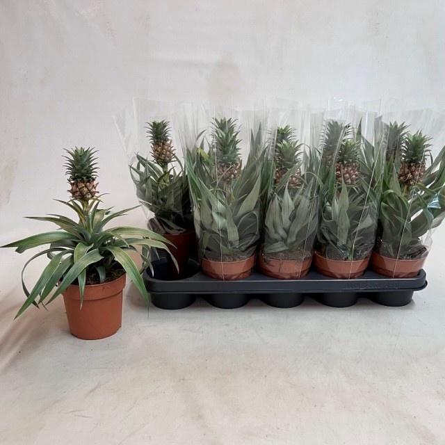 <h4>ANANAS MI AMIGO</h4>