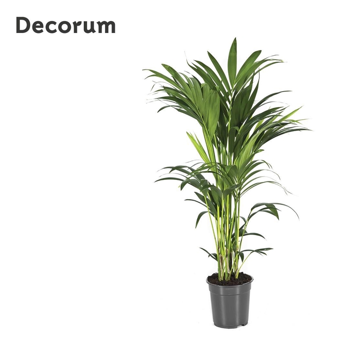 <h4>HOWEA FORSTERIANA</h4>