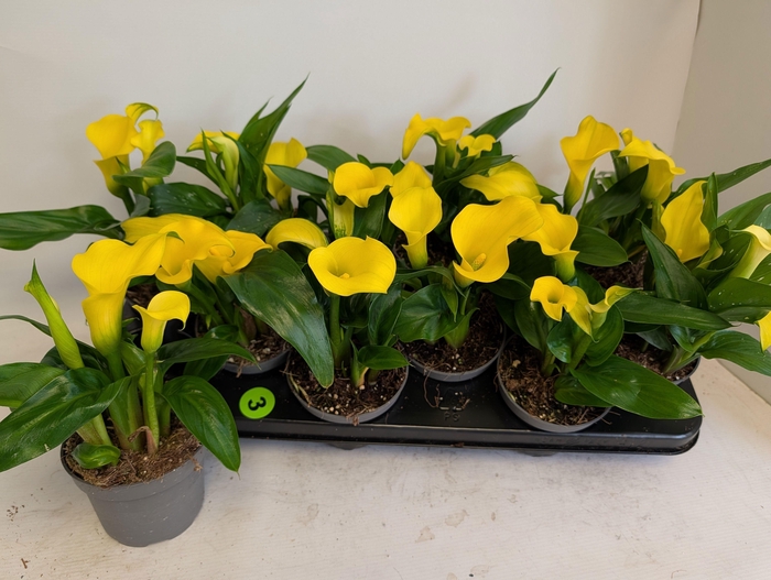 <h4>ZANT CAPT SOLO</h4>