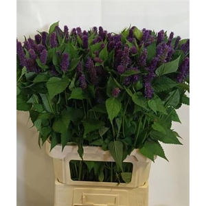 Agastache Ov