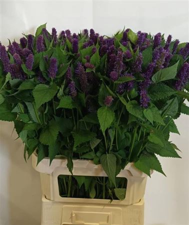 <h4>Agastache Ov</h4>