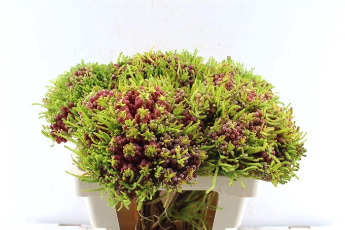 Kaaps Berz Strawberry