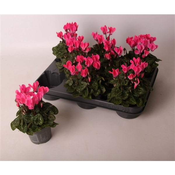 <h4>Cyclamen Verano Pink 9 cm</h4>