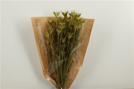 <h4>Dried Nigella Orientalis Yellow Bunch Slv</h4>