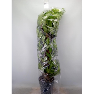 Philodendron pedatum