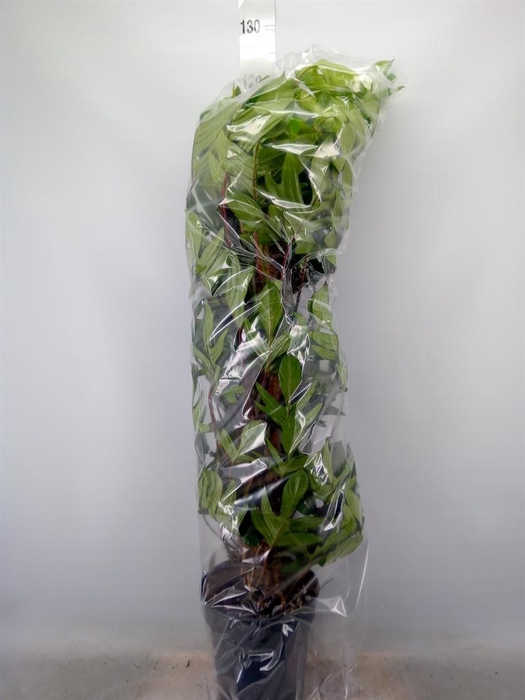 <h4>Philodendron pedatum</h4>