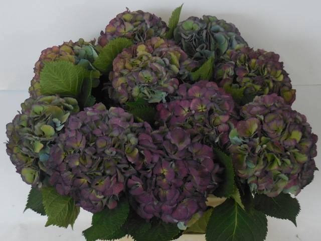 <h4>HYDR M ELBTAL CL</h4>