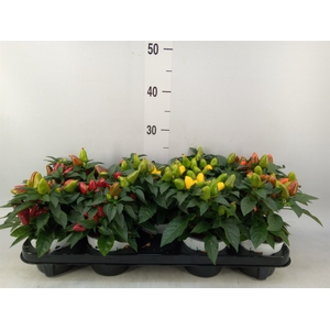 Capsicum annuum 'Mambo'   ...mix