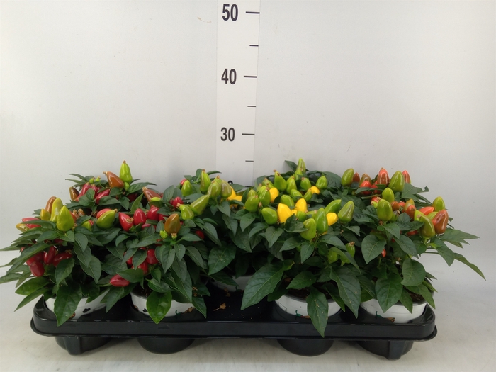 <h4>Capsicum annuum 'Mambo'   ...mix</h4>