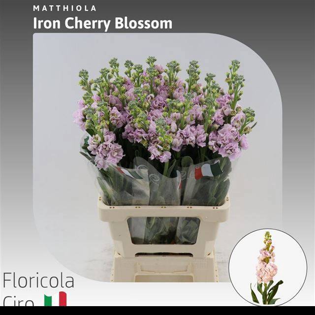 <h4>MATTH IRON CHERRY BL</h4>