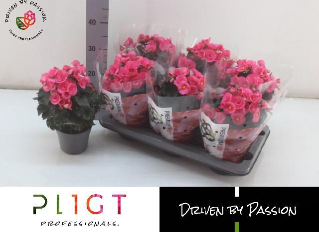 <h4>BEG HL ADONIA PINK</h4>