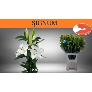 LI OR SIGNUM