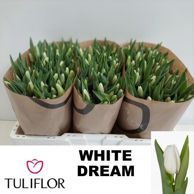 <h4>TU EN WHITE DREAM</h4>