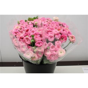RANUNCULUS  'ELEGANCE PINK'