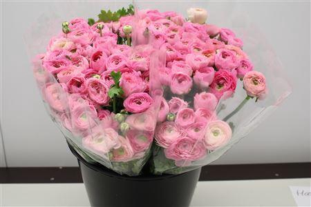<h4>RANUNCULUS  'ELEGANCE PINK'</h4>