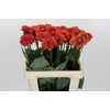 Dahlia Orange Fox