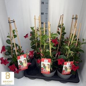 MANDE SUN RED