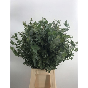 EUCA OVATA NAT 300