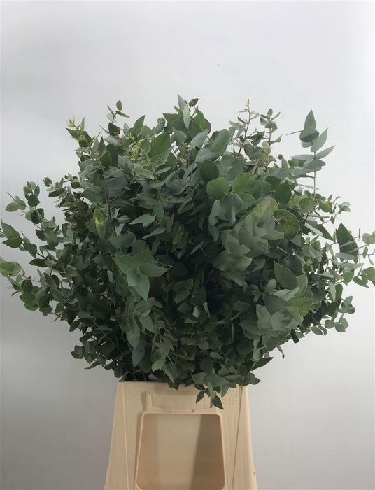 <h4>EUCA OVATA NAT 300</h4>
