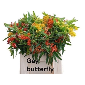 Ascl T Gay Butterfly