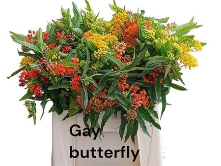<h4>Ascl T Gay Butterfly</h4>