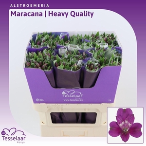 Alstroemeria Maracana | Heavy Quality