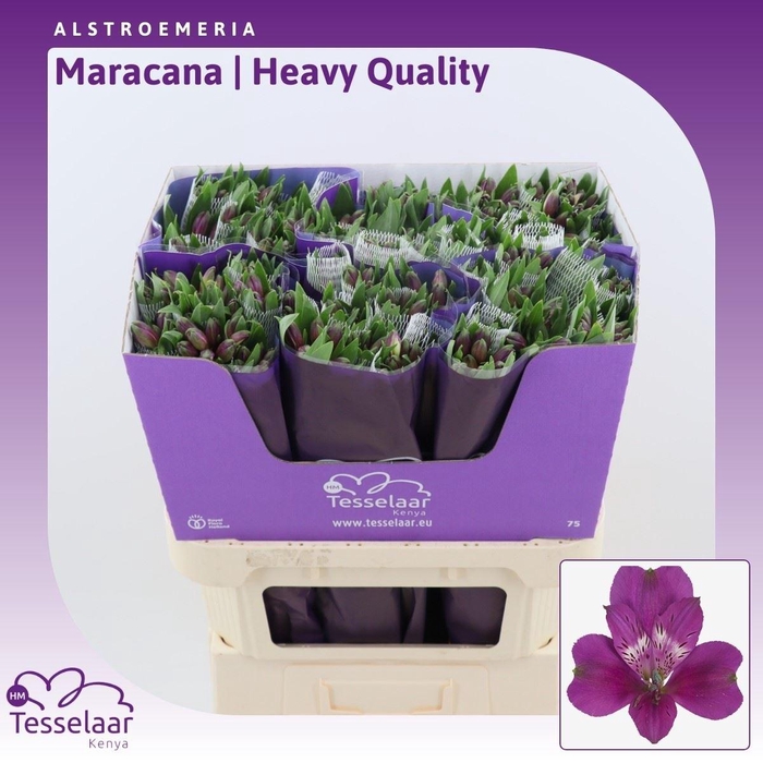<h4>Alstroemeria Maracana | Heavy Quality</h4>