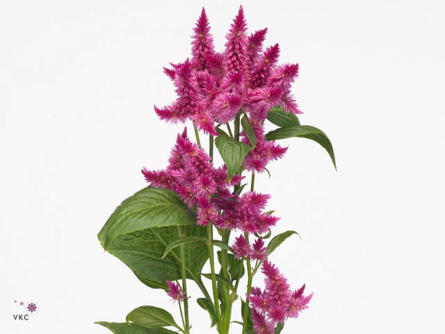 Celosia Celway Purple