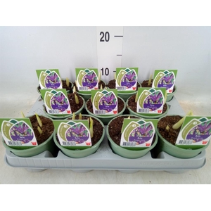 Iris reticulata 'Purple Gem'