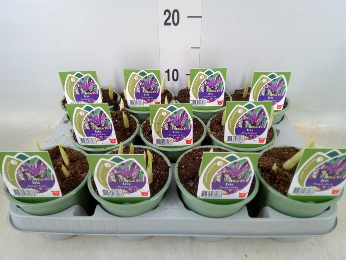 <h4>Iris reticulata 'Purple Gem'</h4>