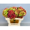 Hydrangea schneeball classic