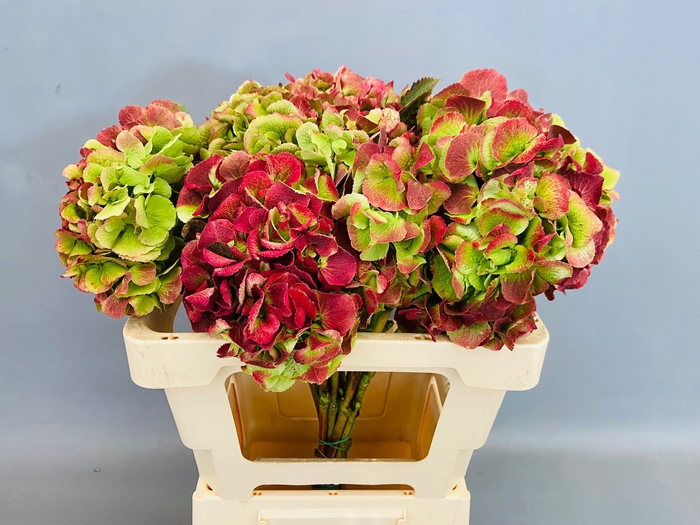 Hydrangea schneeball classic