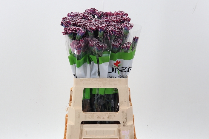 <h4>Di St Tinted Hollandia</h4>