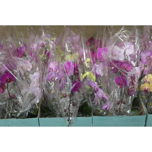 PHALAENOPSIS CASCATA P15 2 HT TRABA