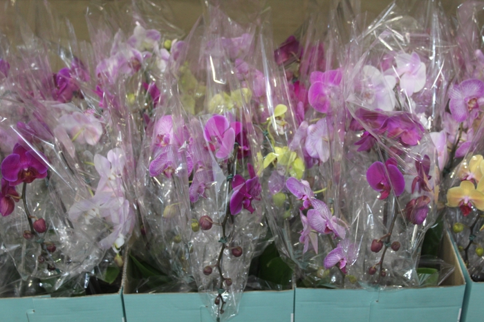 <h4>PHALAENOPSIS CASCATA P15 2 HT TRABA</h4>