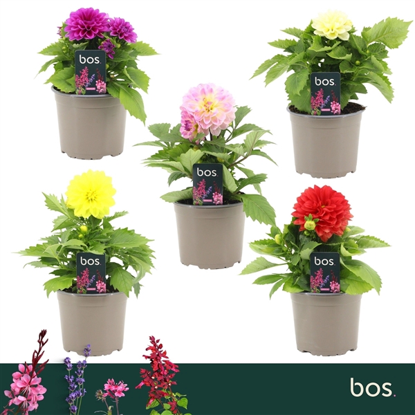 <h4>Dahlia Dalina Maxi, Mix</h4>
